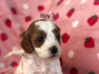 Cavapoo dogs Stunning F1B cavapoo puppies Champion bloodline - Advert 3