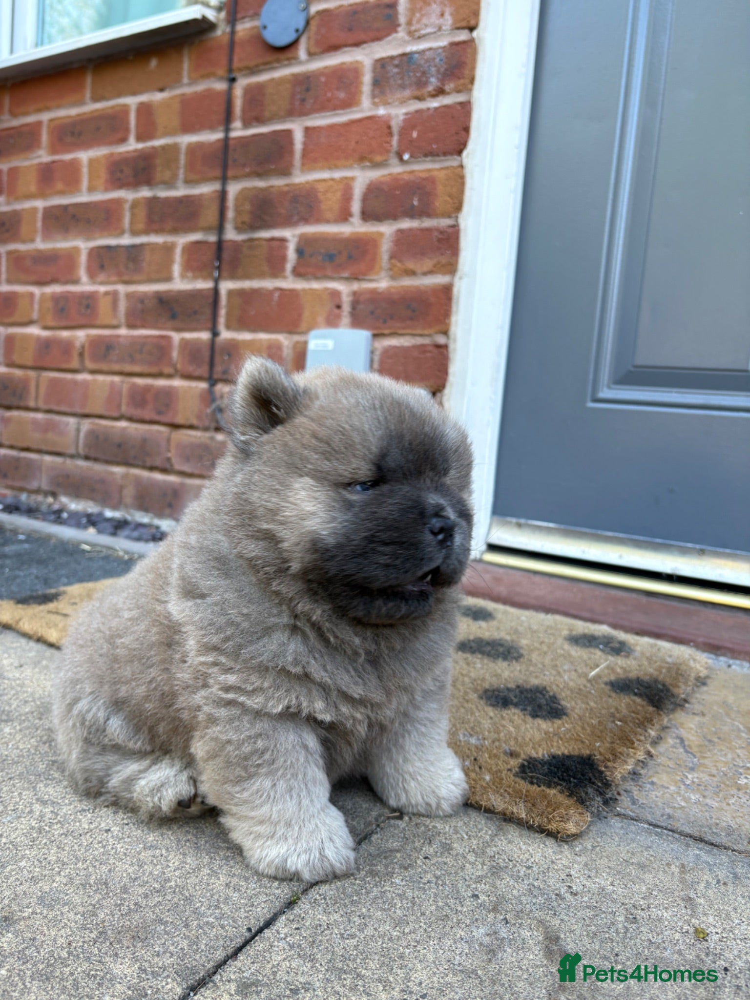 Chow Chow dogs 🧸🐾 Beautiful Chow Chow puppies 🐾🧸 - Advert 2