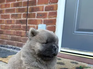 Chow Chow dogs 🧸🐾 Beautiful Chow Chow puppies 🐾🧸 - Advert 2