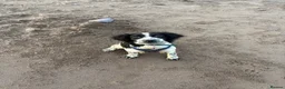 English Springer Spaniel dogs for sale: Gorgeous springer spaniel pup  in Wellington - Advert 7