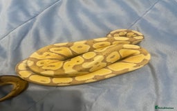 Python Snake reptiles for sale: Royal ball python - Image 14