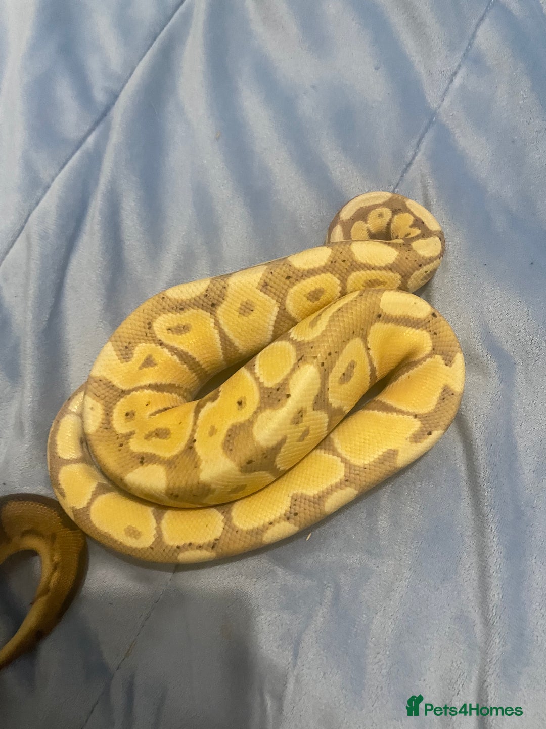 Python Snake reptiles for sale: Royal ball python - Image 14