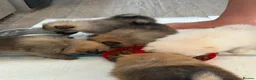Pomeranian dogs for sale: Beautiful Russian line pomperanians - Advert 18