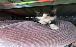 European cats for sale: Cat is looking for a new family  - Image 1