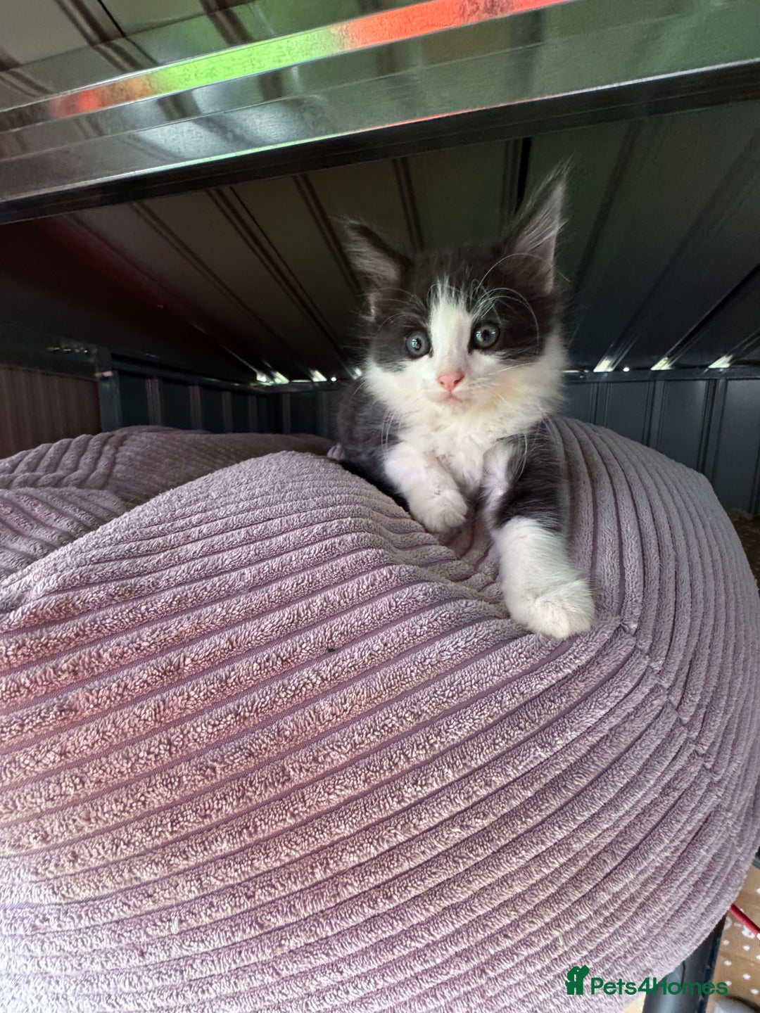 European cats for sale: Cat is looking for a new family  - Image 1