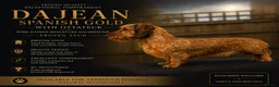Miniature Dachshund dogs for stud: Beautiful shaded red mini wire for stud - Advert 5