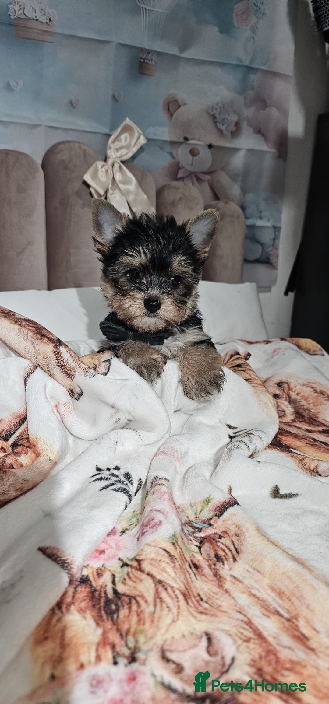 Yorkshire Terrier dogs for sale: Tiny miniature Yorkshire terriers - Advert 30
