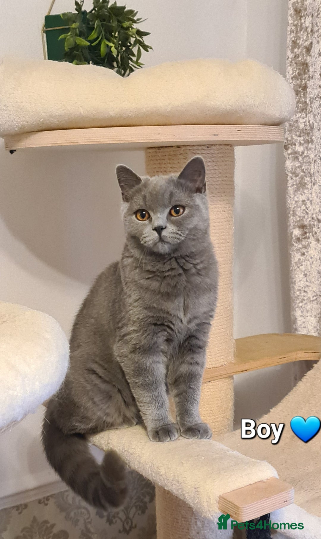 British Shorthair cats for sale: GCCF Lilac,Blue,Bicolor BSH kittens  - Image 7