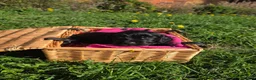 Cocker Spaniel dogs for sale: KC FTCH bloodlines cocker spaniels - Advert 15