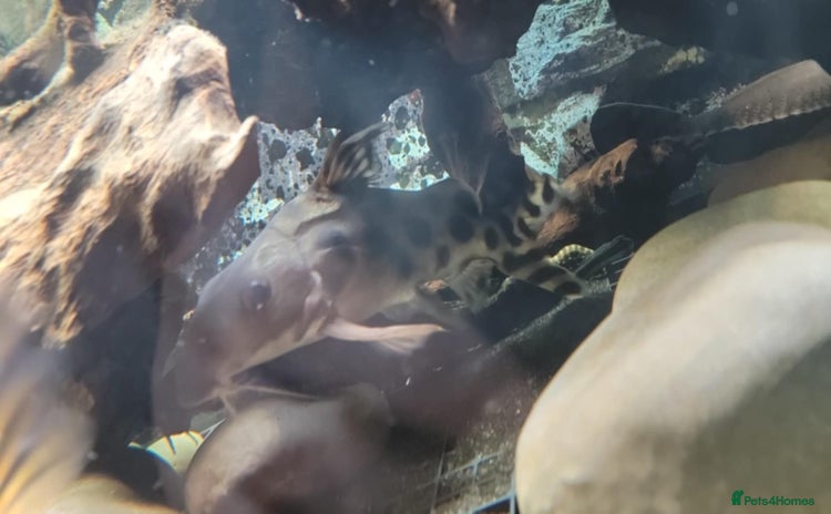 Cichlids fish Large cichlids and catfish  - Advert 1