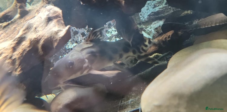 Cichlids fish Large cichlids and catfish - Advert 1