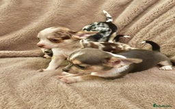 Chihuahua dogs for sale: 🌸🐶 Chihuhua Puppies 🐶🌸 - Image 13