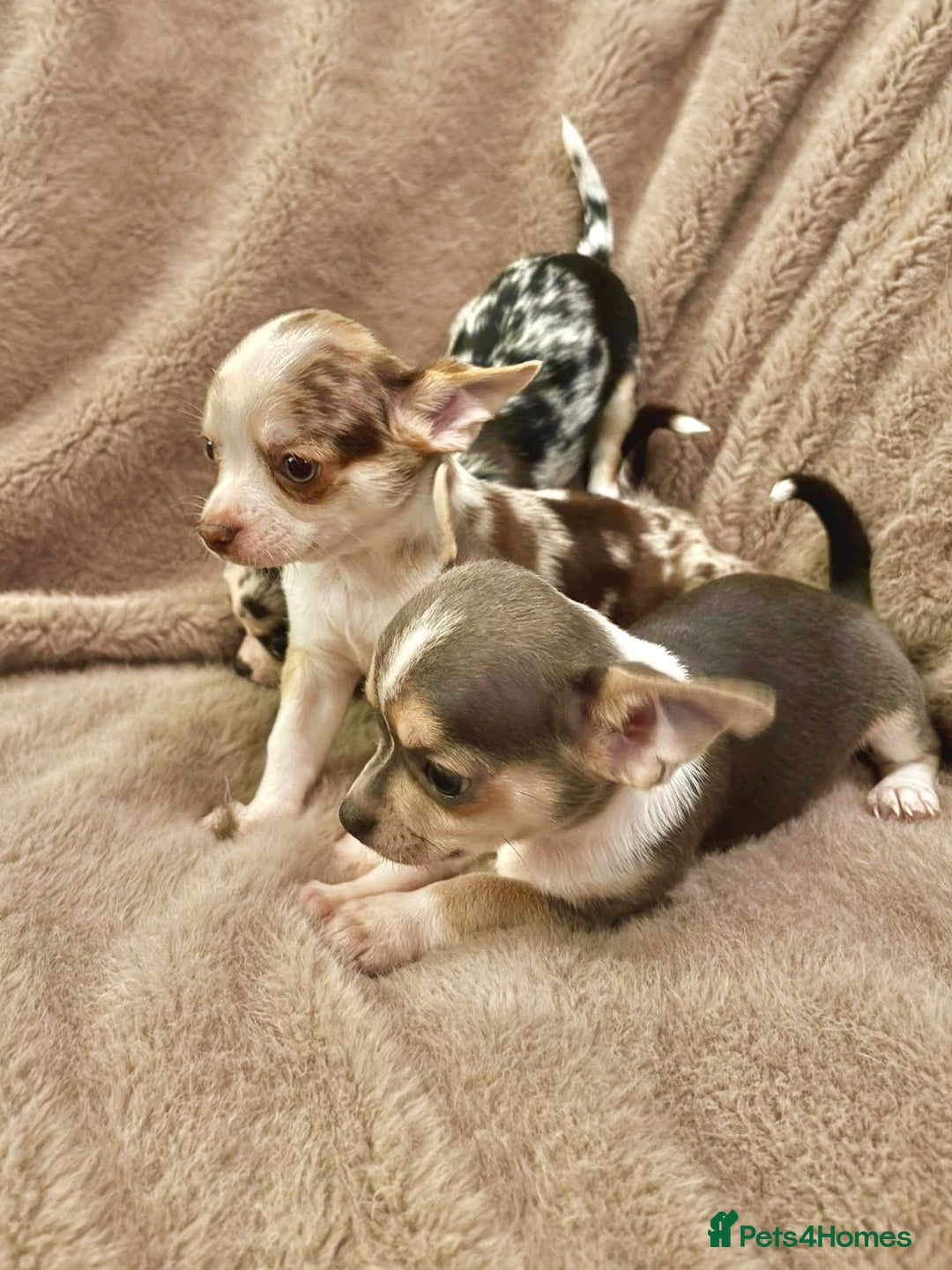 Chihuahua dogs for sale: 🌸🐶 Chihuhua Puppies 🐶🌸 - Image 13