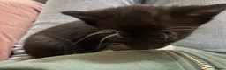 Domestic Shorthair cats for sale: Teeny tiny domestic short haired female kitten  - Advert 9