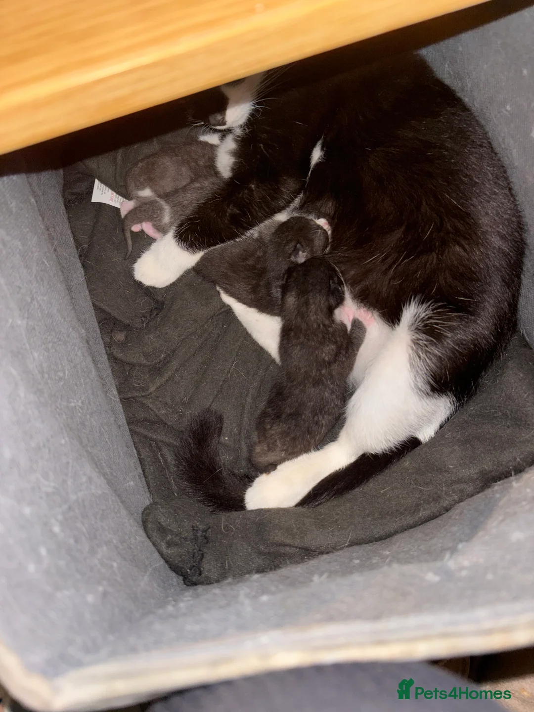 Domestic Shorthair cats for sale: 4 baby kittens  - Advert 1
