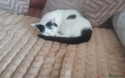 British Shorthair cats for sale: White and black female and male cats - Image 3