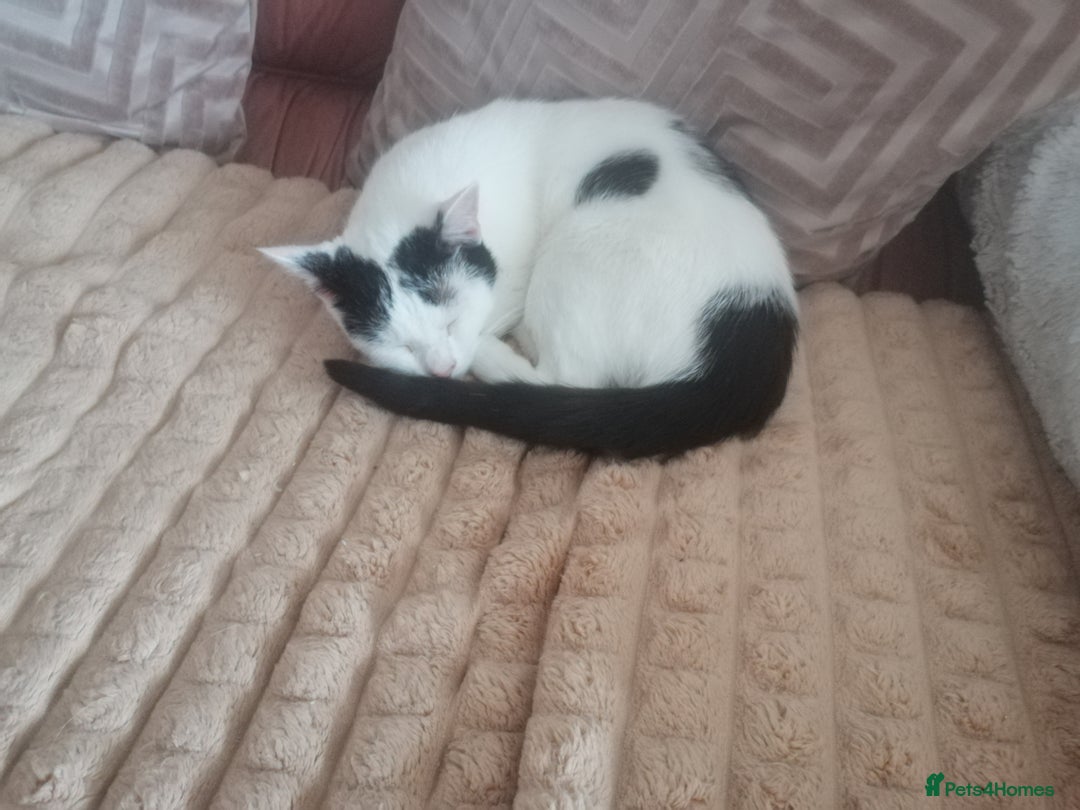 British Shorthair cats for sale: White and black female and male cats - Image 3