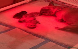 French Bulldog dogs for sale: Lilac & tan French bulldog  - Image 8