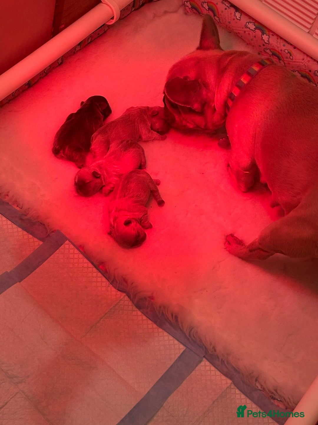 French Bulldog dogs for sale: Lilac & tan French bulldog  - Image 8