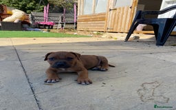 Staffordshire Bull Terrier dogs for sale: Amazing Red Staffordshire bullterrier puppies - Image 14