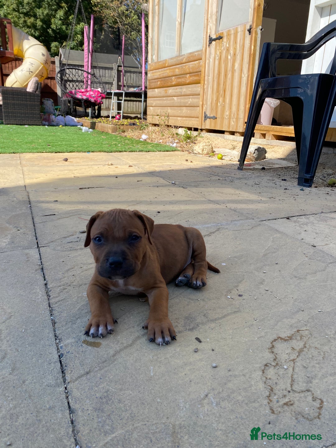 Staffordshire Bull Terrier dogs for sale: Amazing Red Staffordshire bullterrier puppies - Image 14