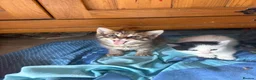 Mixed Breed cats for sale: 4 beautiful kittens for sale  - Advert 11