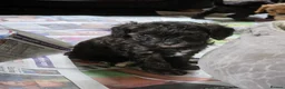 Cavapoo dogs for sale: F1 CAVAPOO PUPS - Advert 4