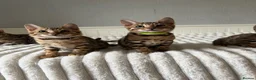 Bengal cats for sale: 🐆 Adorable pedigree Bengal kittens 🐆 - Advert 13