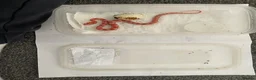 Corn Snake reptiles for sale: Corn Snakes - Advert 10