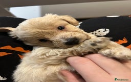 Shihpoo dogs for sale: Ready Halloween Stunning ShihpooXSproodle puppies - Image 8
