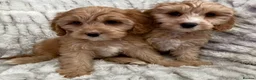 Cavapoo dogs for sale: EXTENSIVELY HEALTH TESTED F1 CAVAPOO BABIES  - Advert 4
