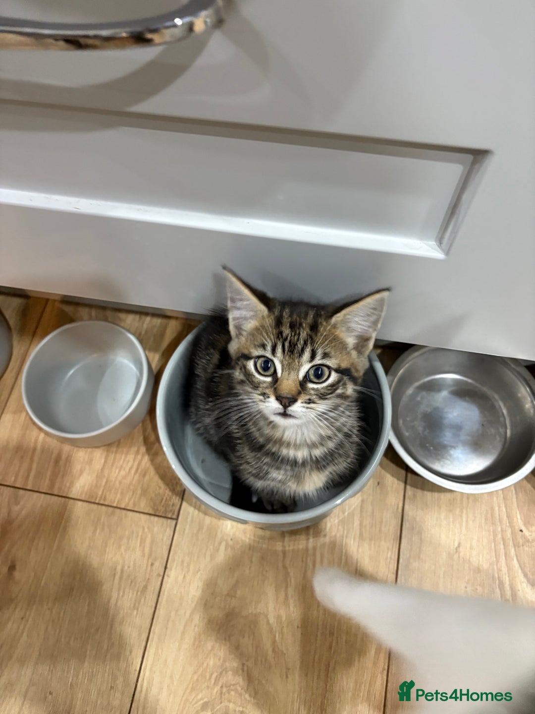 Mixed Breed cats for sale: Beautiful little kittens  - Advert 4