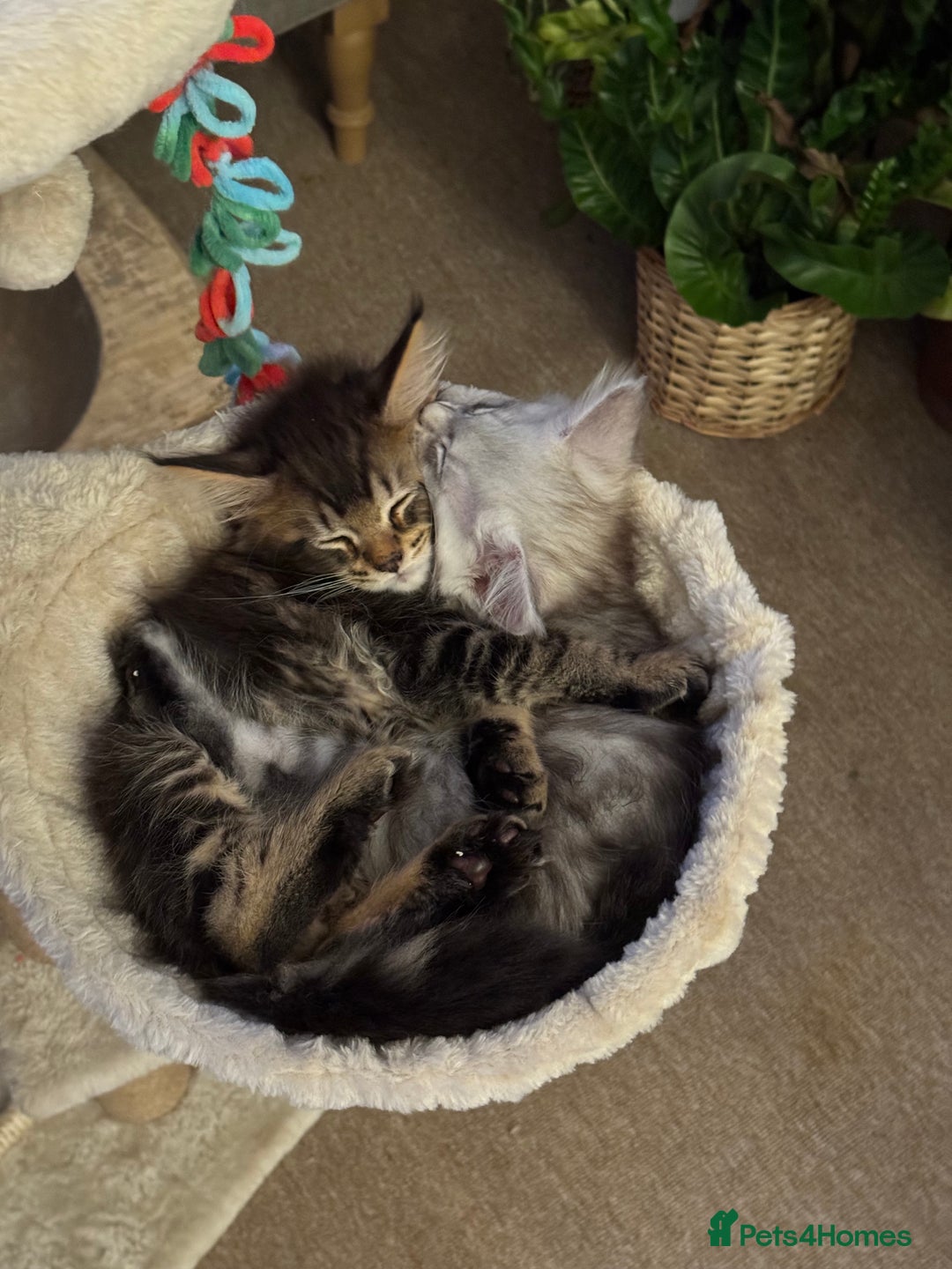 Maine Coon cats for sale: BEAUTIFUL PURE BREED MAINE COON KITTENS - Advert 4