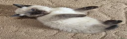 Mixed Breed cats for sale: Title: Beautiful Blue Eyed Siamese Type Kittens - Advert 19