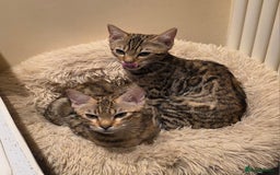 Bengal cats for sale:  Outstanding Quality Bengal kittens ready to leave - Image 12