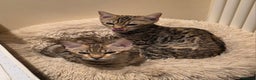 Bengal cats for sale:  Outstanding Quality Bengal kittens ready to leave - Advert 19
