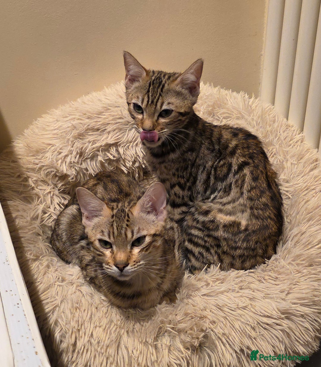 Bengal cats for sale:  Outstanding Quality Bengal kittens ready to leave - Image 12