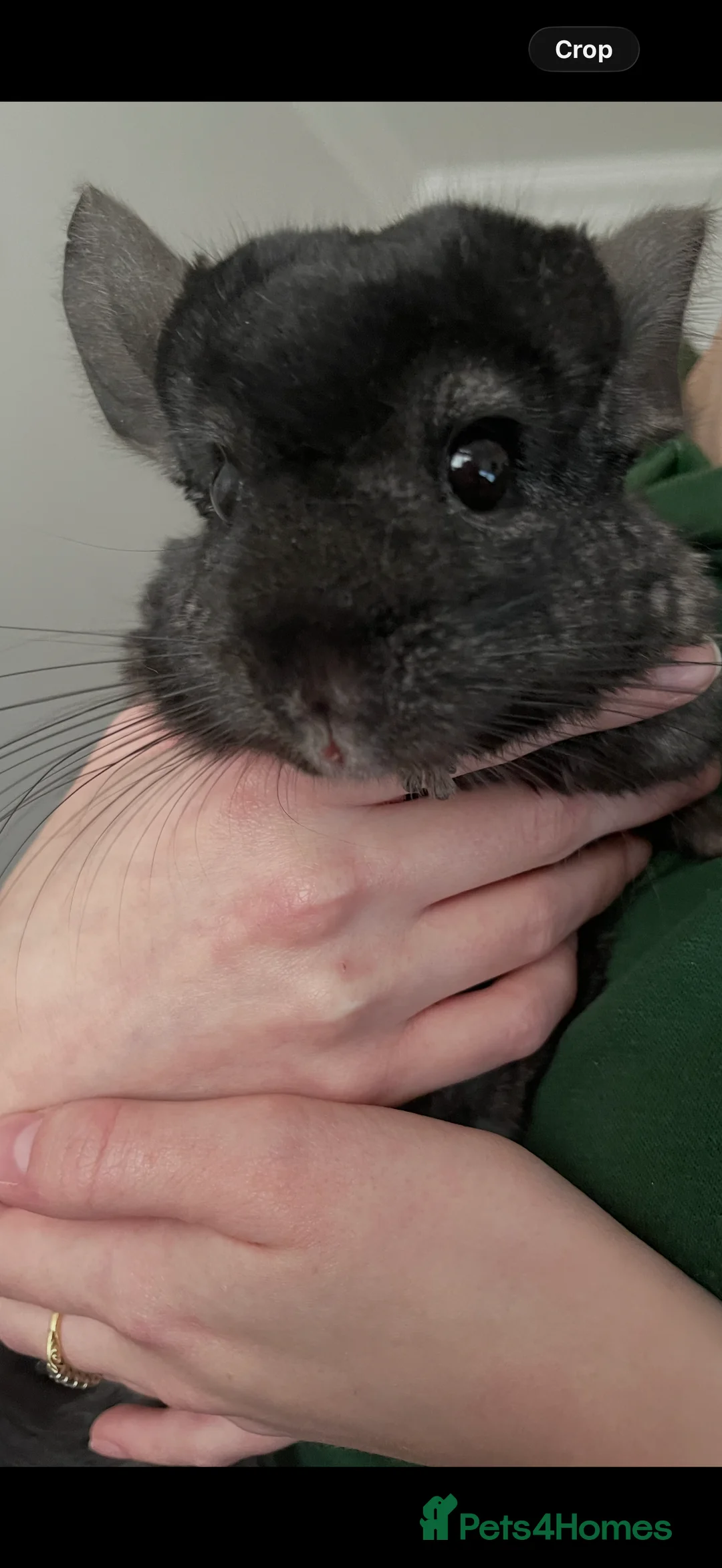 Chinchilla rodents for sale: 2x Male chinchillas - Advert 2