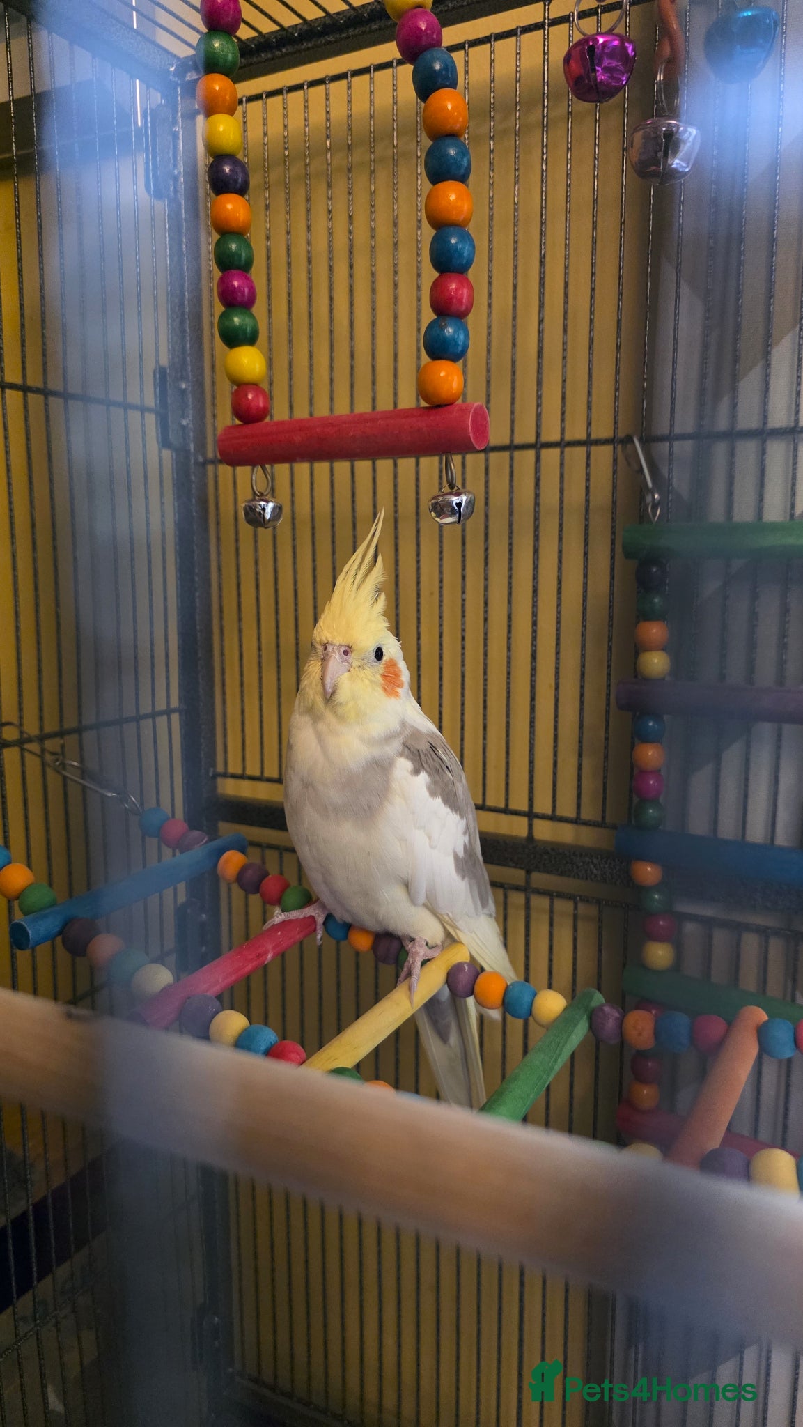 Cockatiels birds for sale: Stunning Pied Cockatiel Born January, Breeder Bred - Advert 7