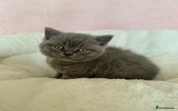 British Shorthair cats for sale: British shorthair kitten  - Image 8