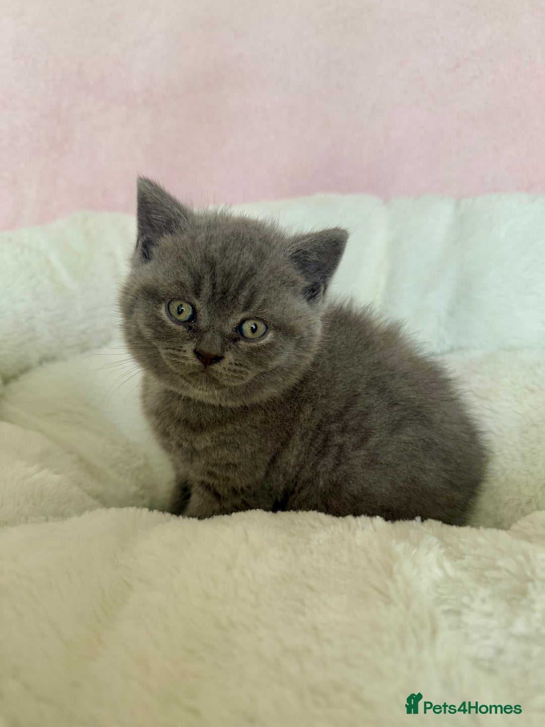 British Shorthair cats for sale: British shorthair kitten  - Image 8