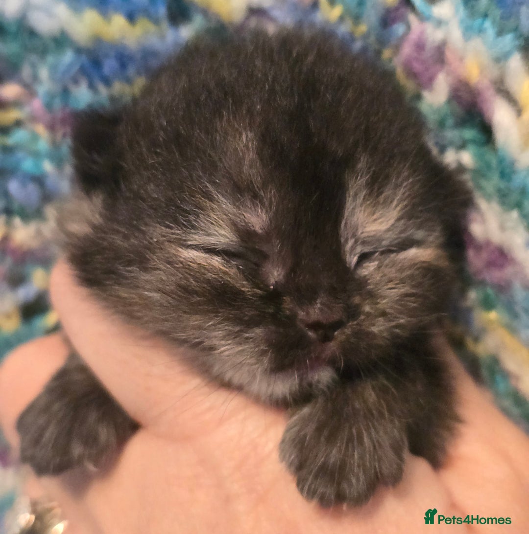 British Shorthair cats for sale: ONE GIRL LEFT TICA REGISTERED BRITISH SHORTHAIR - Advert 15