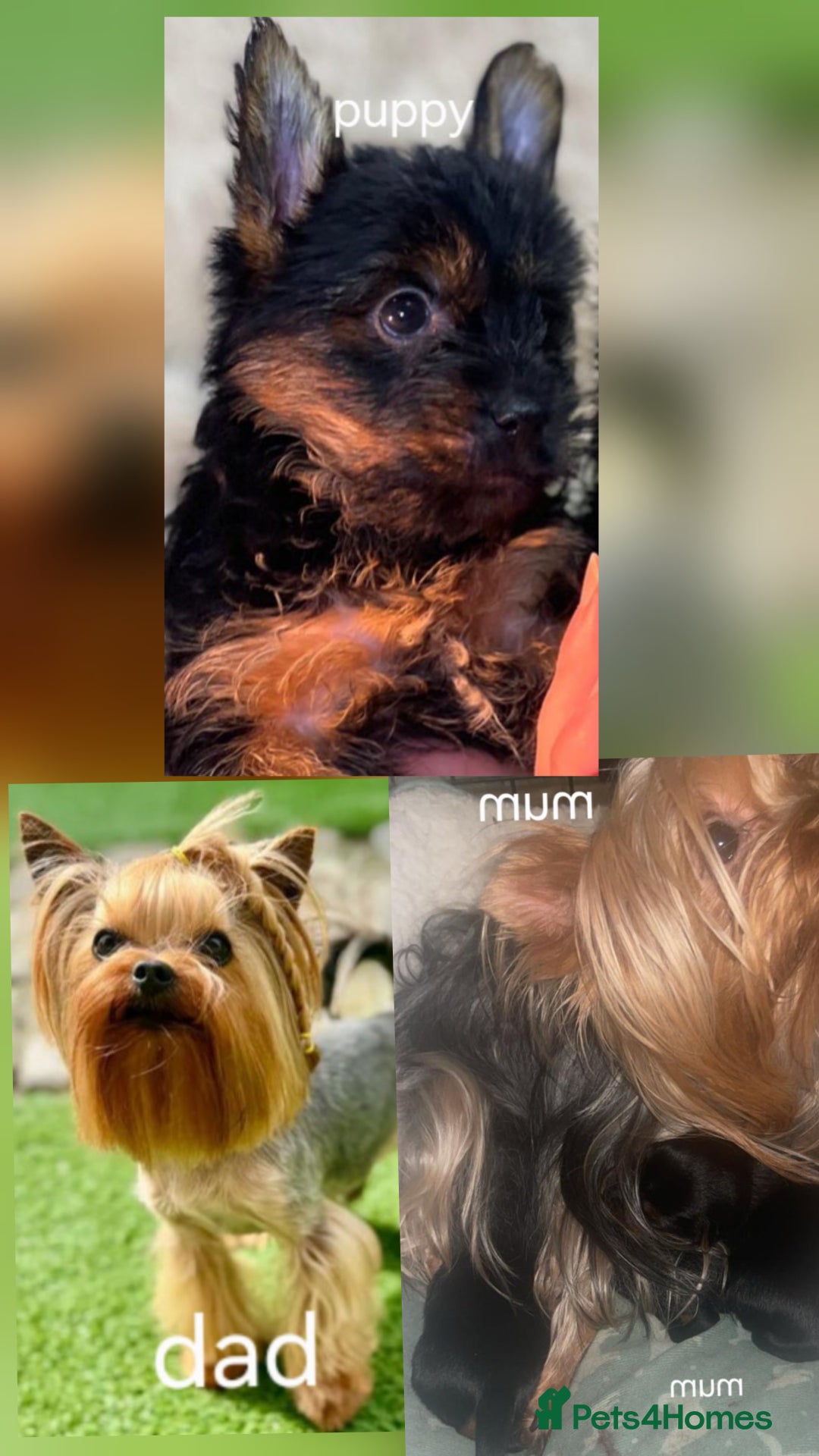 Yorkshire Terrier dogs for sale: Miss. - Image 2