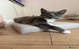 Domestic Shorthair cats for sale: 2 female cats need rehoming  - Image 2