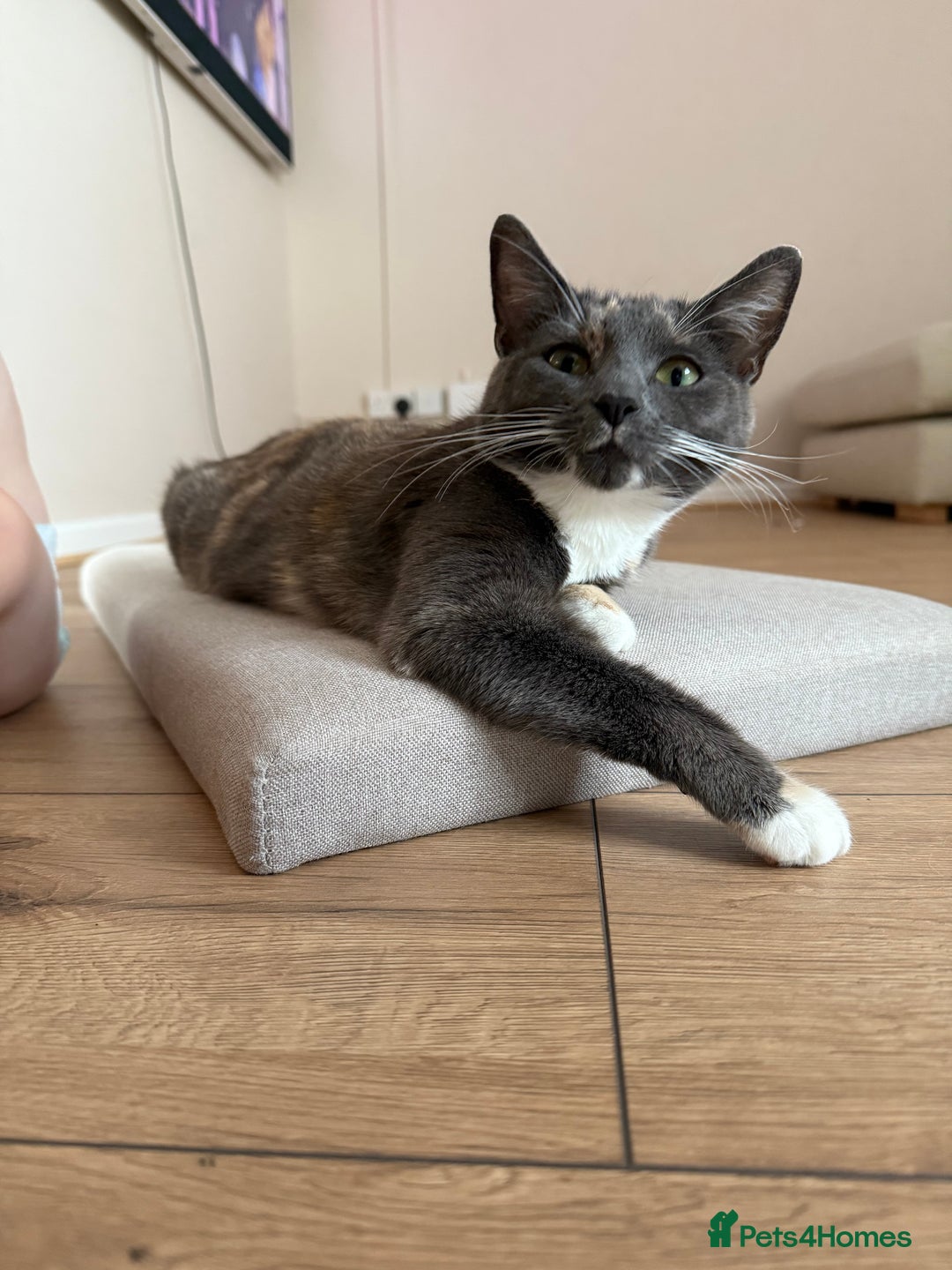 Domestic Shorthair cats for sale: 2 female cats need rehoming  - Image 2