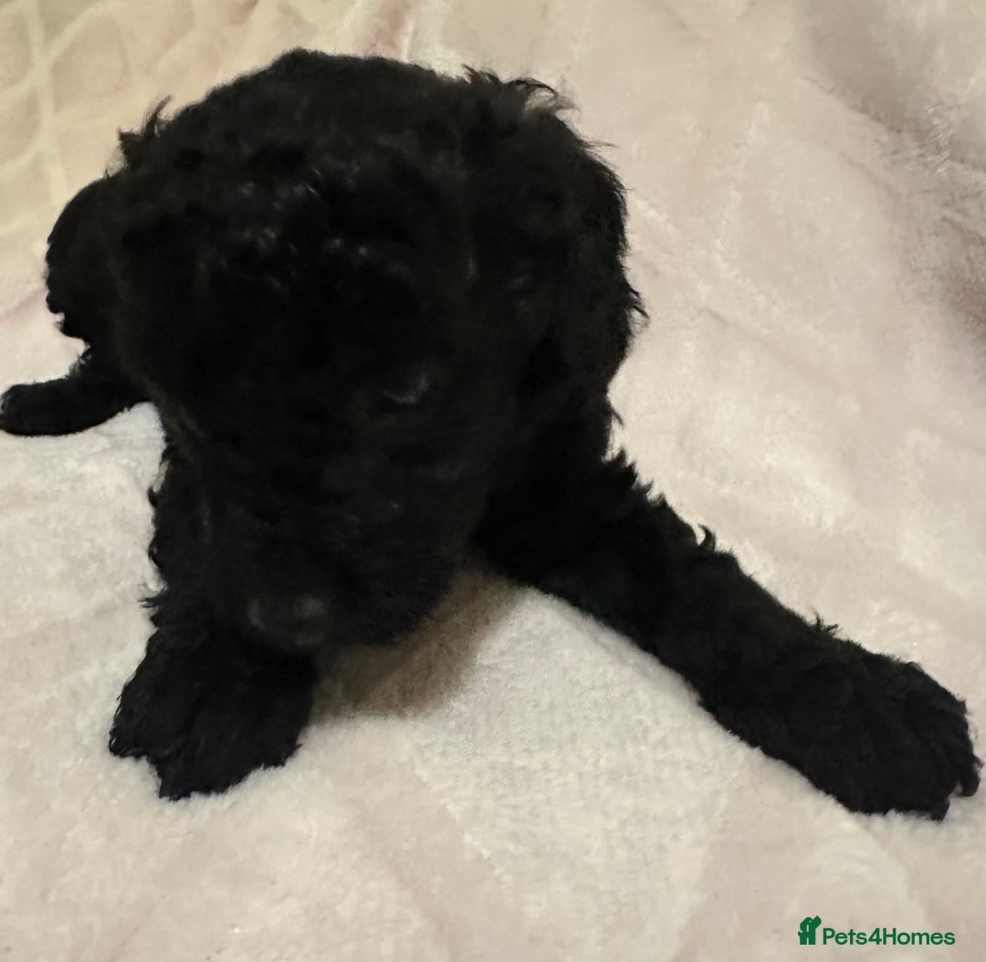 Toy Poodle dogs for sale: Toy poodle puppies - Image 5