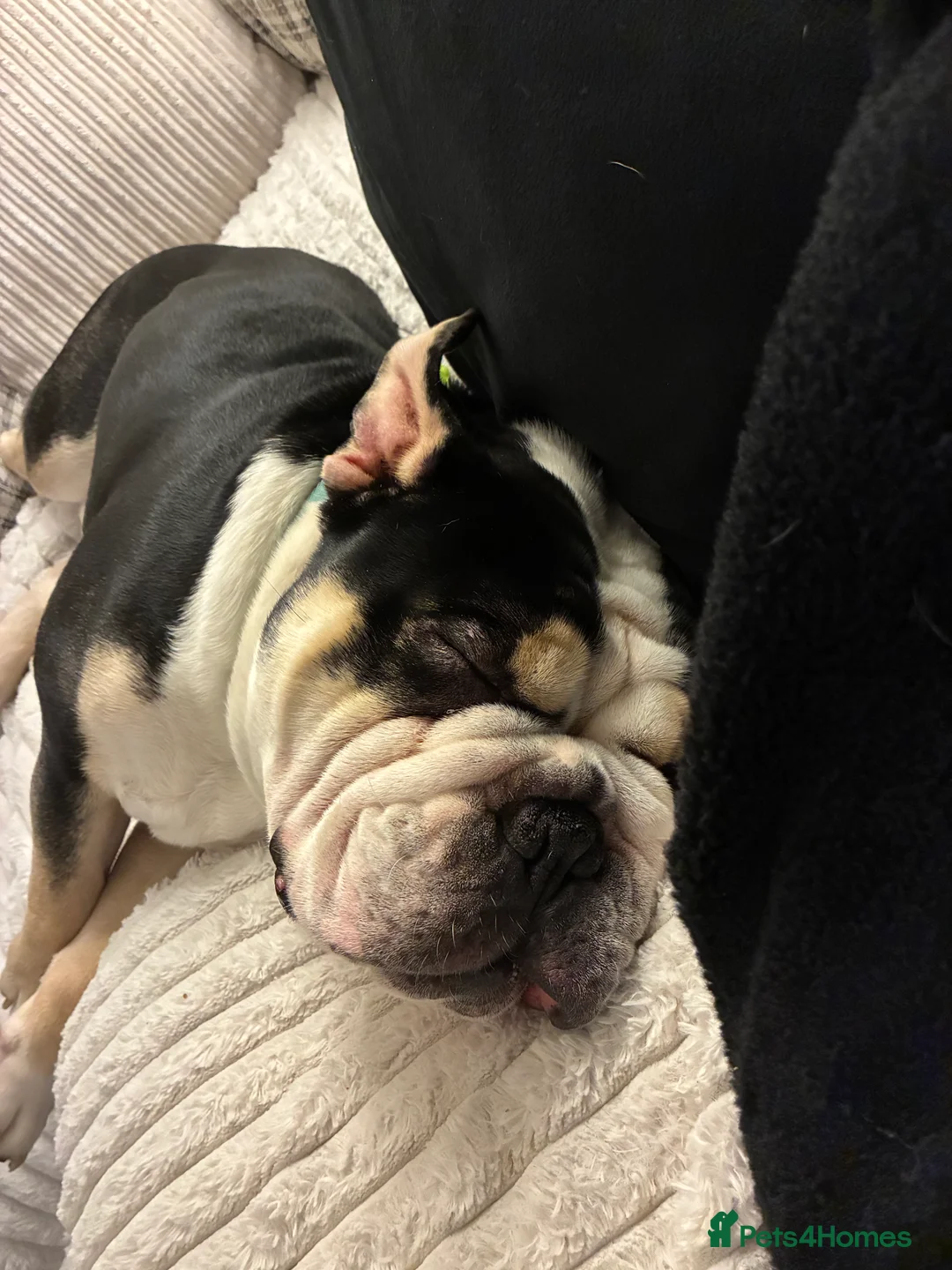 Olde English Bulldogge dogs for sale: Enzo - Olde English Bulldog - Advert 10