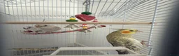 Cockatiels birds for sale: Two hand reared cockatiels in Colchester - Advert 1