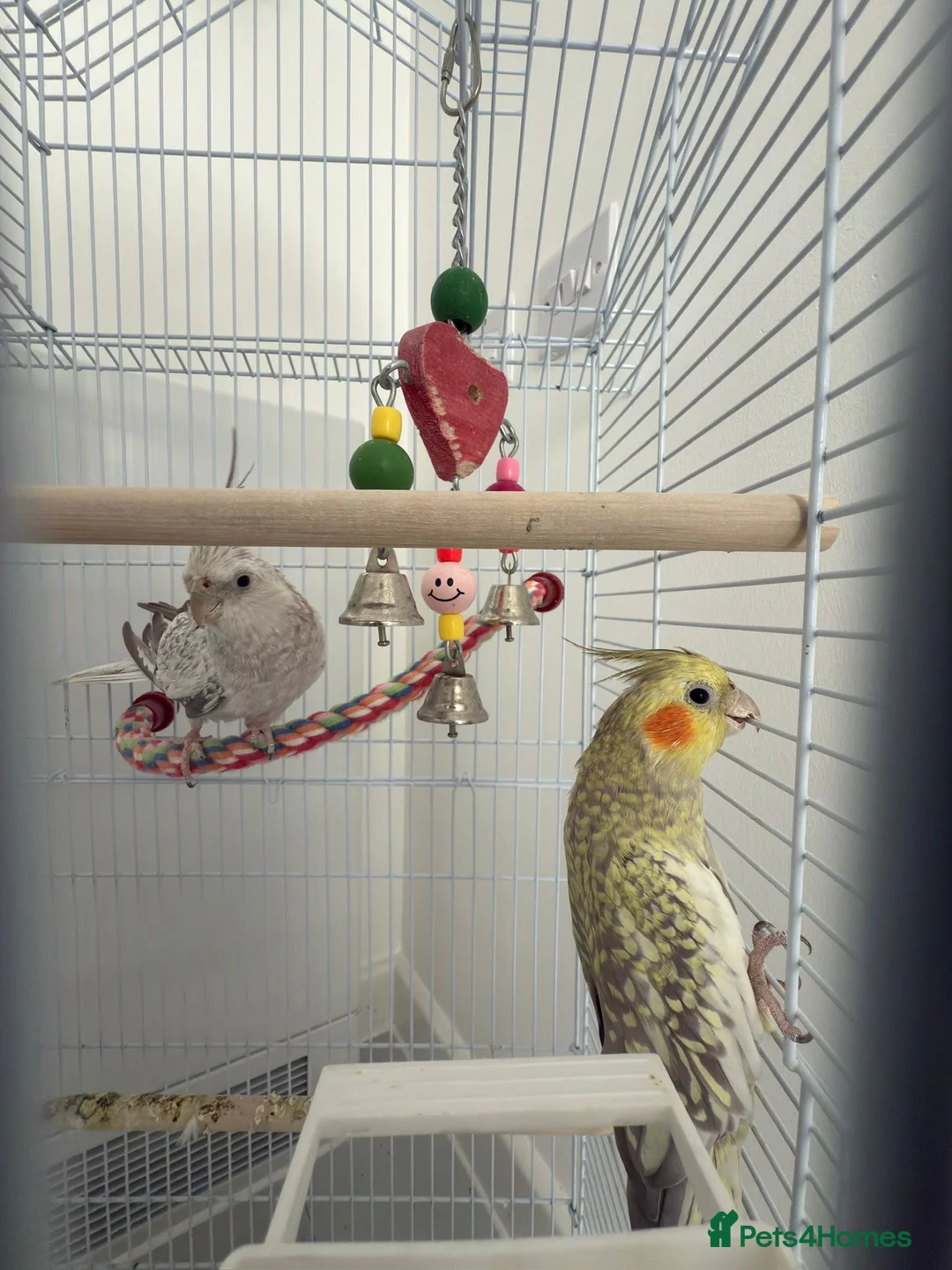 Cockatiels birds for sale: Two hand reared cockatiels in Colchester - Advert 1