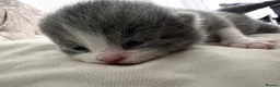 British Shorthair cats for sale: Beautiful British Short Hair Kittens - Advert 28